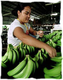 Woman banana packer