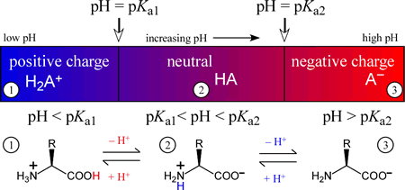 Charge states of a diprotic system H2A+/HA/A- as a function of pH