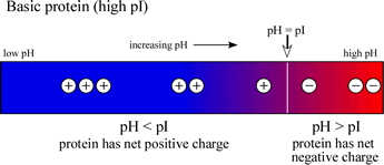 Variation of charge with pH: high pI case