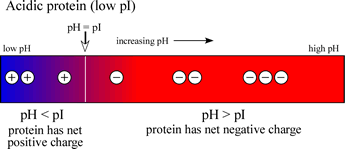 Variation of charge with pH: low pI case