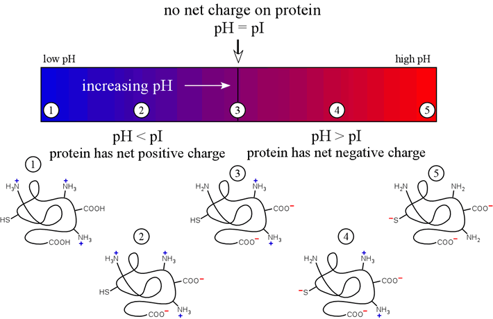 Illustration of changes of charge of a polypeptide as a function of pH