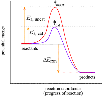 Reaction coordinate diagram showing catalyzed and uncatalyzed reactions