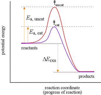 activation energy graph with catalyst