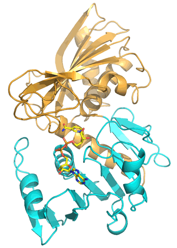 Ribbon diagram of the structure of the enzyme glyceraldehyde 3-phosphate dehydrogenase (GAPDH), 
	showing its two domains