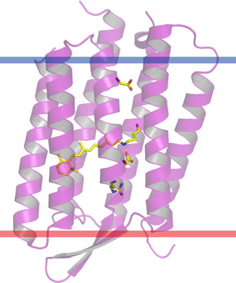 Ribbon diagram of bacteriorhodopsin showing orientation with respect to membrane