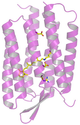 Ribbon-style of bacteriorhodopsin structure wih retinal