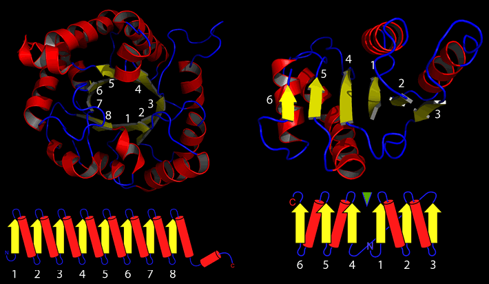 Ribbon representations and topology diagrams for the TIM barrel (left) and Rossman fold (right)