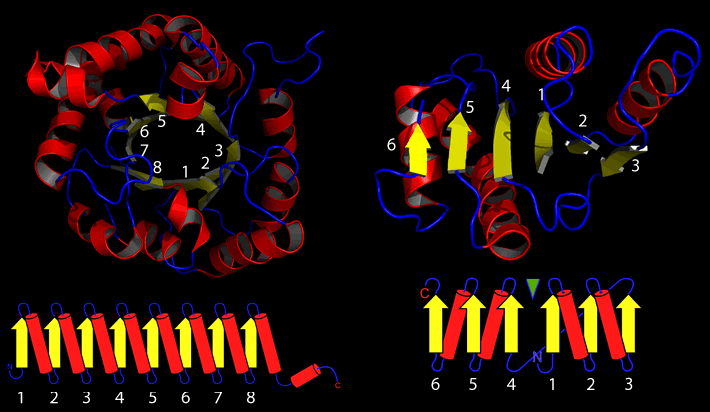 tertiary structure of proteins