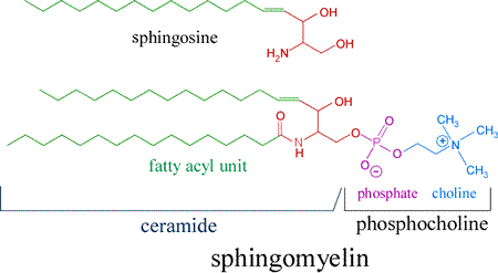 Structural (bond-line) diagram for sphingomyelin, showing its composition of a fatty acid chain, the amphipathic amino alcohol sphingosine, and phosphocholine