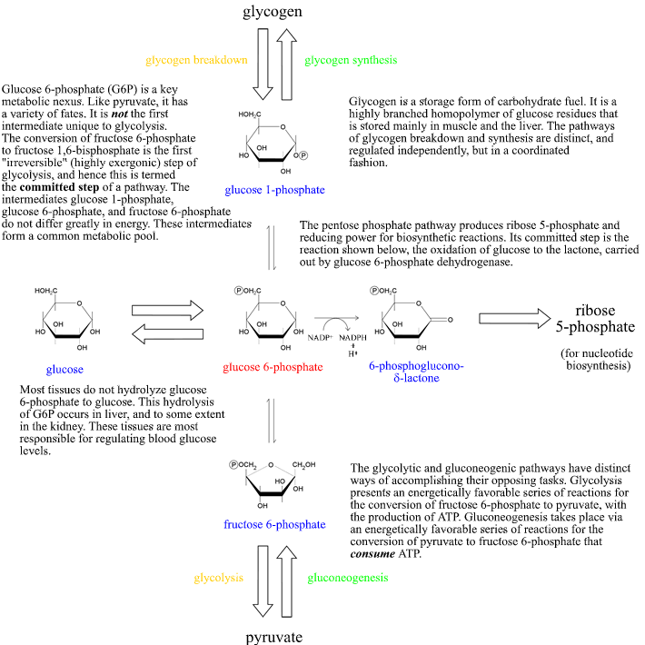 glycolysis and gluconeogenesis comparison