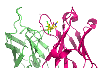 Ribbon diagram of Diels-Alderase catalytic antibody showing bound hapten 