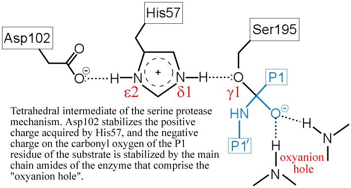 The first tetrahedral intermediate of the serine protease mechanism
