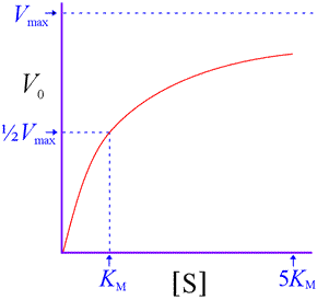The hyperbolic initial velocity vs. substrate concentration curve for an enzyme-catalyzed reaction