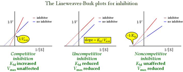 Lineweaver-Burk plots for inhibition
