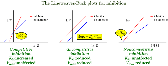 uncompetitive inhibition lineweaver burk plot