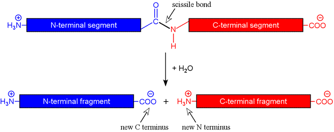 Schematic diagram of reaction catalyzed by a protease