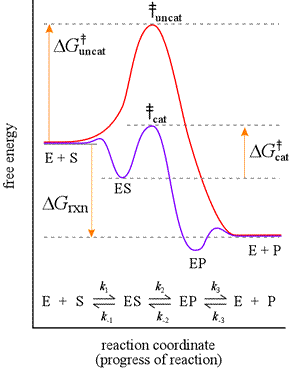 enzyme activation energy graph