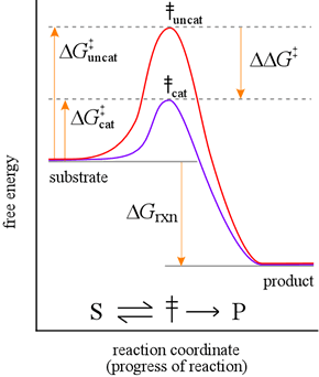 Reaction coordinate diagram showing the lowering of transition state free energy by catalysis 
