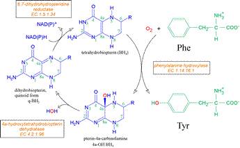 Diagram of cycle of reactions associated with aromatic amino acid hydroxylation, regeneration of BH4 cofactor