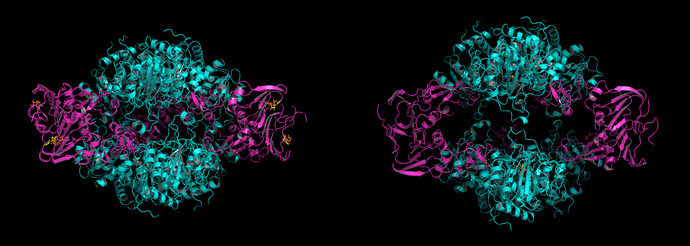 Ribbon representations of ATCase holoenzyme (l) with CTP, (r) with PALA