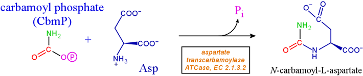 Diagram of ATCase reaction, showing substrate and product structures