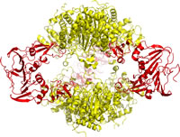 ATCase structure (thumbnail)