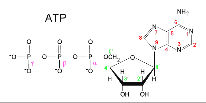 The Nucleotide: The Monomer of a Nucleic Acid