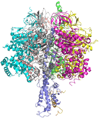 Image of a structural model of the F1 portion of the bovine ATP synthase