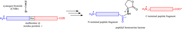 Schematic of CNBr cleavage reaction