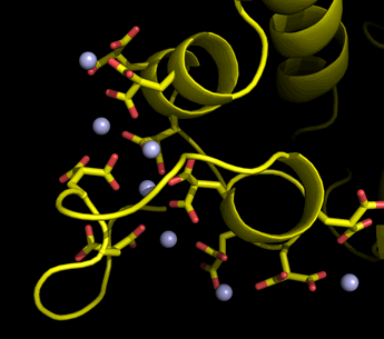 Image of structural model of Gla domain of prothrombin, showing Gla residues chelating Ca(II) ions