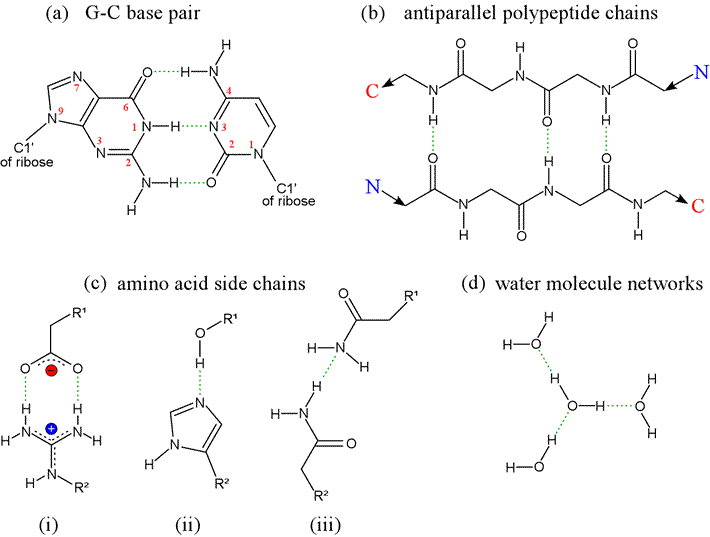 Diagram of several examples of hydrogen bonding important in biochemistry 