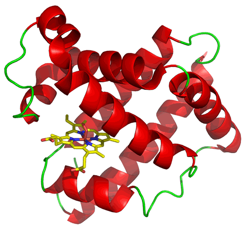 Ribbon representation of the teriary structure of myoglobin