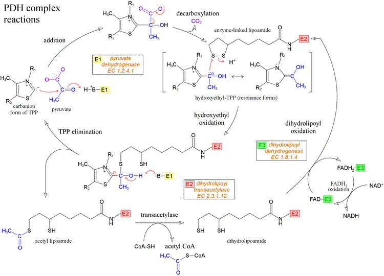 decarboxylation of pyruvate