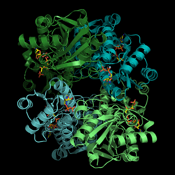 Structure of PFK tetramer