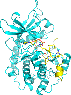 Structure of catalytic subunit of PKA