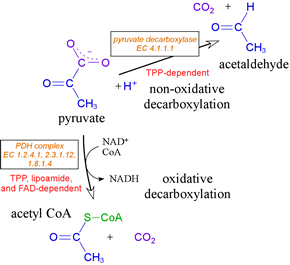 Diagram of non-oxidative and oxidative decarboxylations of pyruvate, which depend on thiamine pyrophosphate (TPP)