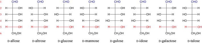 Structural formulas (Fischer projections) for the eight aldohexoses based on D-glyceraldehyde