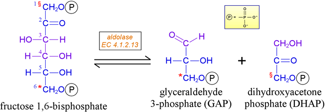 Fructose-Bisphosphate Aldolase; Aldolase; Fructosediphosphate Aldolase