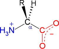 General structural formula for alpha-amino acids