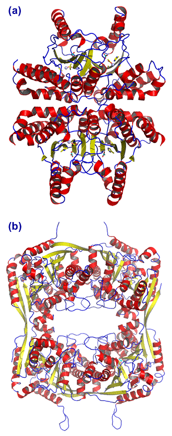 Ribbon diagram of two beta carbonic anhydrase structures