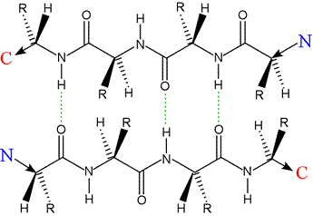 Structural diagram of a short section of antiparallel polypeptides