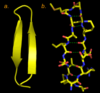 Images of a beta hairpin structure, two antiparallel beta strands connected by a tight turn