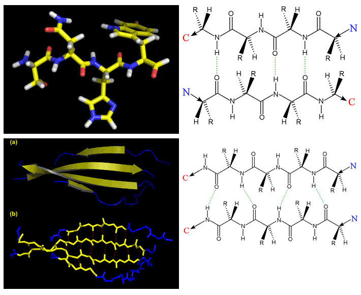 A three-residue extended conformation 