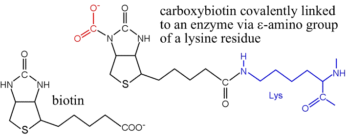 Biotin structure and carboxybiotin covalently linked via lysine of enzymes