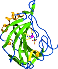 Ribbon diagram of carbonic anhydrase II from human