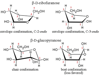 Structural diagrams of selected common conformations of furanose and pyranose monosaccharides