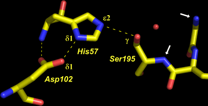 Structure of the catalytic triad of chymotrypsin