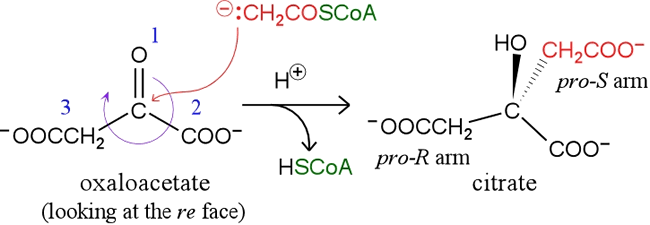 succinyl coa structure