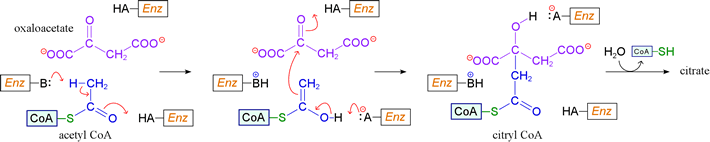 Mechanistic scheme for citrate synthase