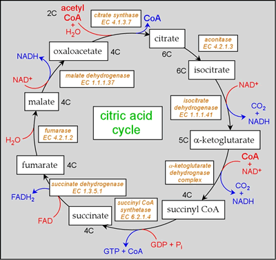 Overview diagram of the citric acid cycle, showing names of intermediates 